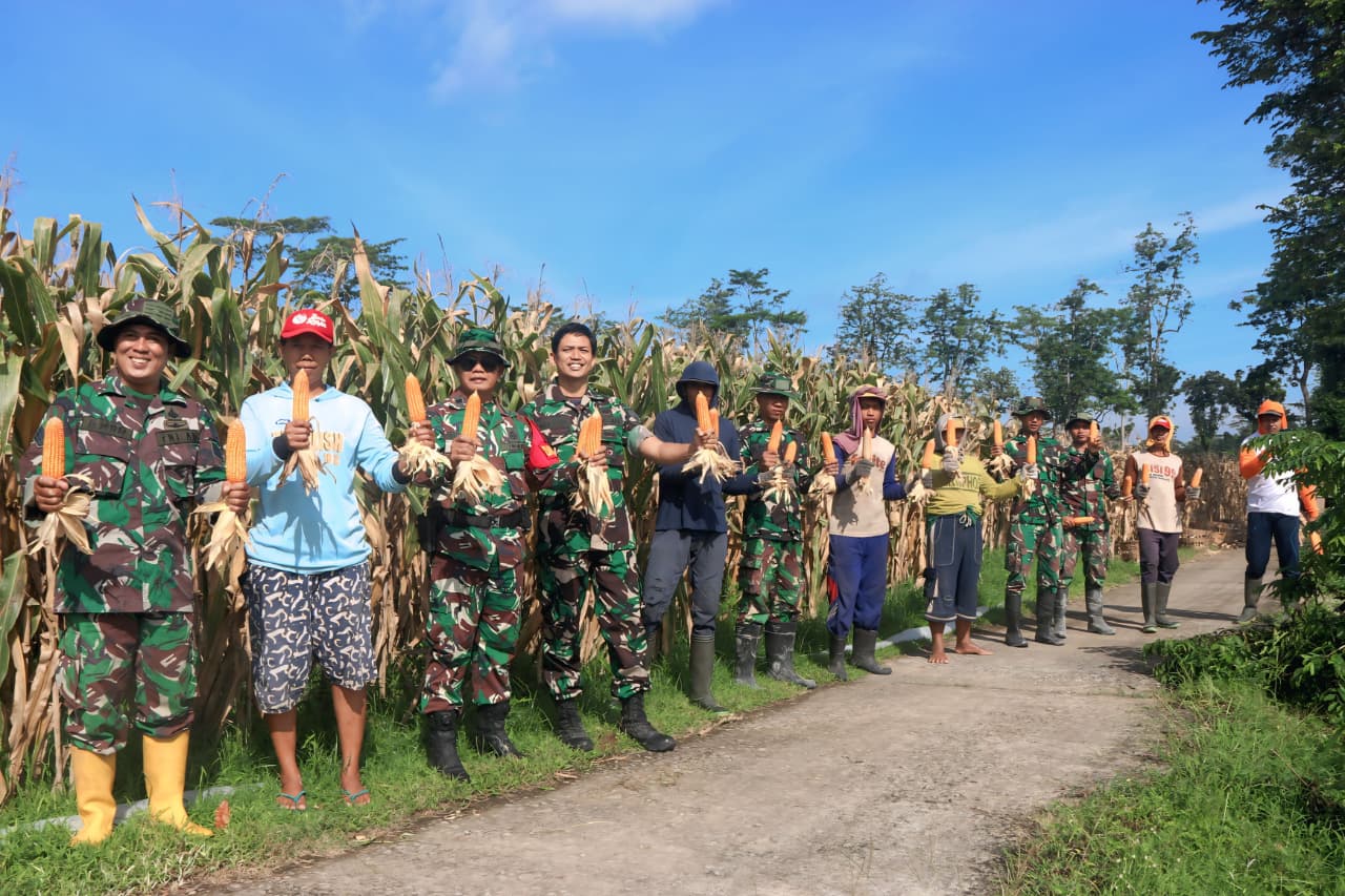Anggota Satgas TMMD ke-127 Bersama Petani Panen Raya Jagung di Desa Gadungan