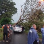 Dampak Cuaca Ekstrem, Hujan Deras Akibatkan Pohon Tumbang di 18 Titik Kota Kediri
