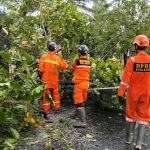 Hujan Lebat dan Angin Kencang di Kota Kediri Akibatkan Pohon Tumbang