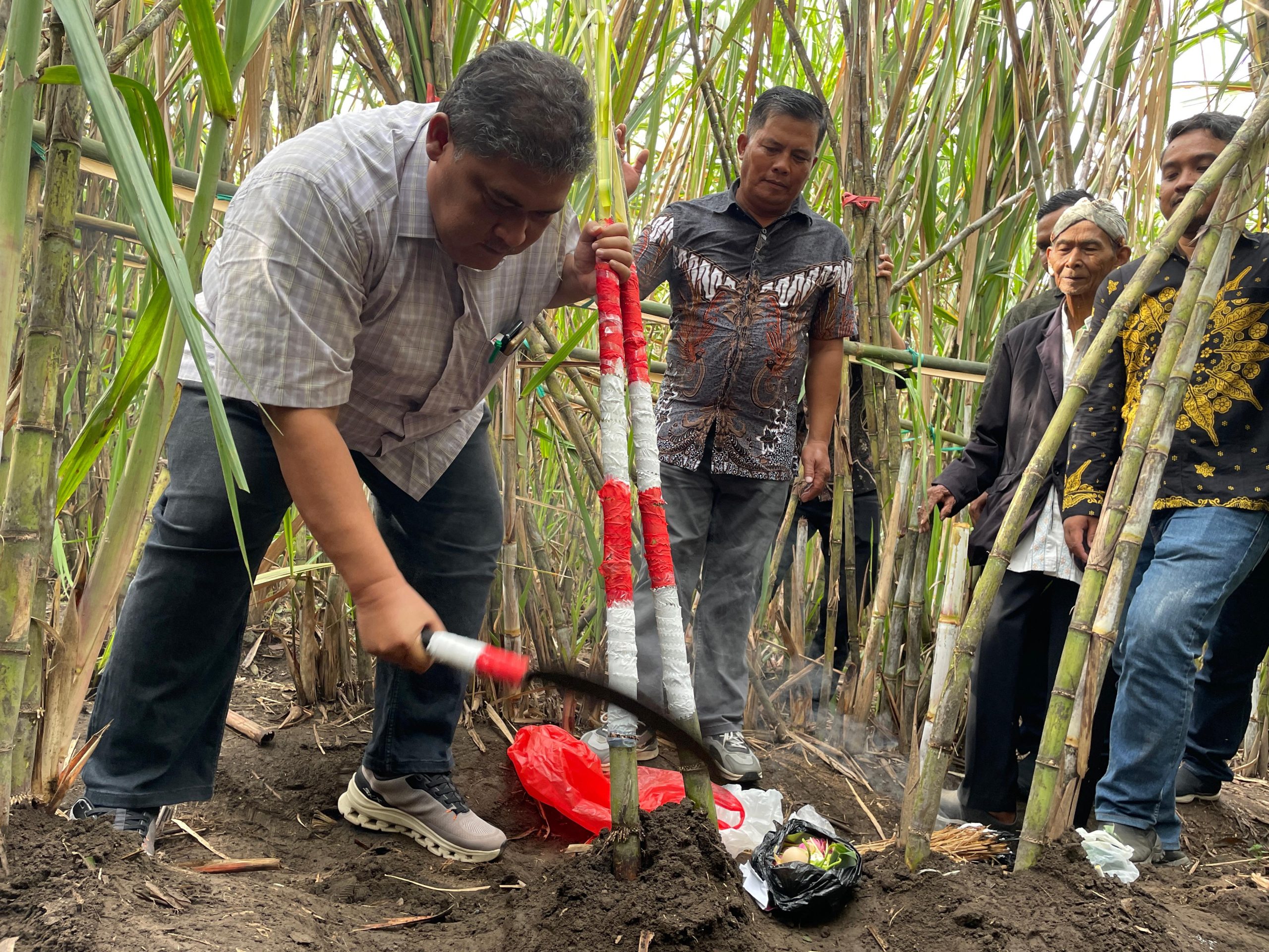 Mengawali Musim Tebang Tebu 2026, Kebun Dhoho Menggelar Selamatan Petik Tebu