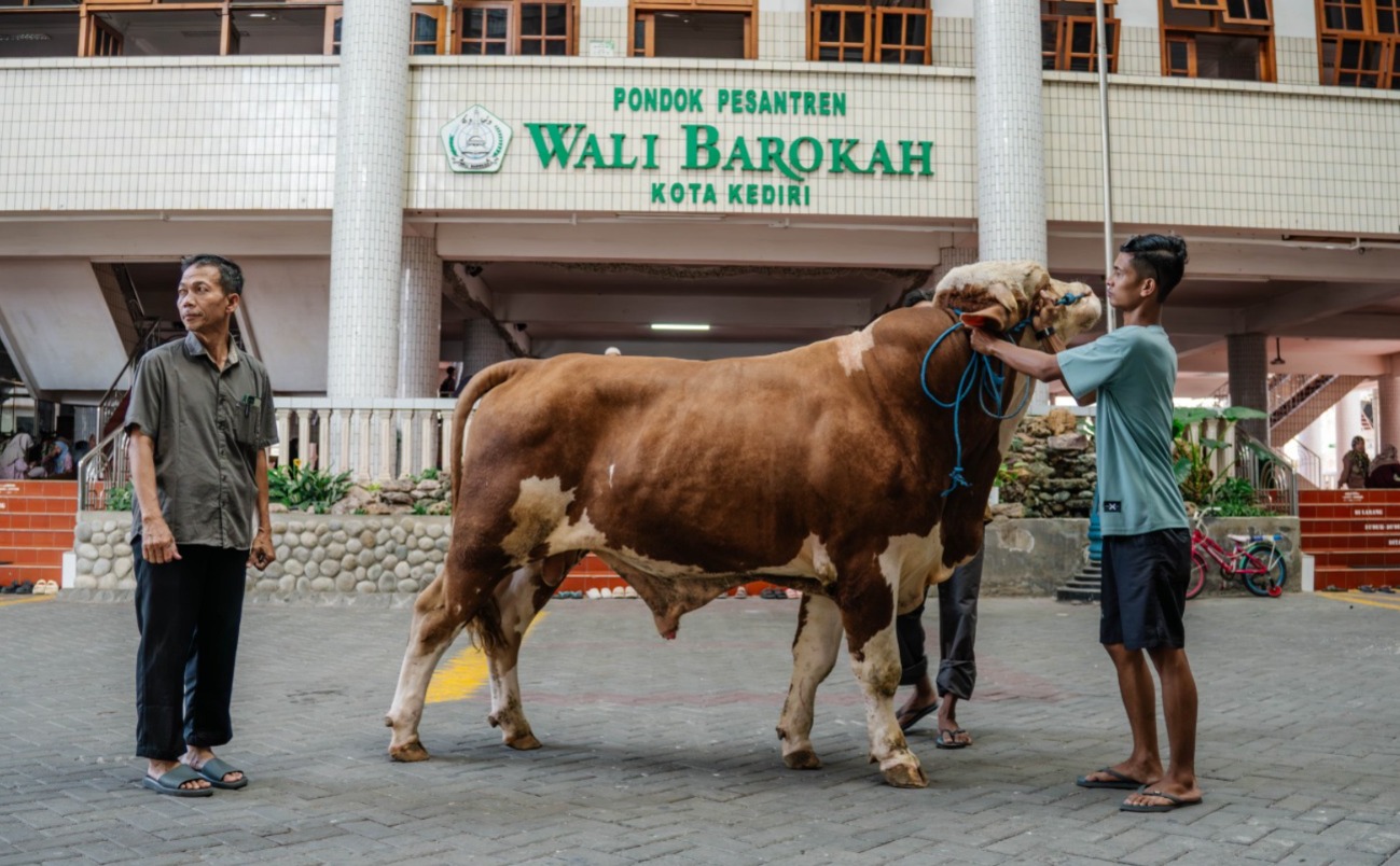 Ponpes Wali Barokah Terima Sapi Kurban Bantuan dari Wakil Presiden RI