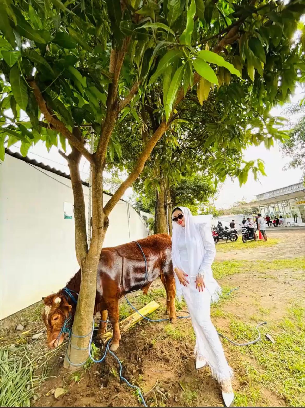 Semarak Idul Adha 1.447 H, Mbak Mega Selvia Sembelih Satu Ekor Sapi dan Kambing
