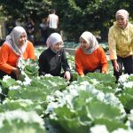 Mbak Wali Panen Sayur di Rumah Potong Hewan, Dorong Gerakan Ketahanan Pangan dan Gizi