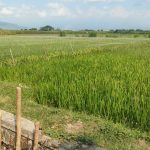 Instalasi Pengolahan Air Limbah PG Meritjan Bersertifikat ISO:9001, Petani Manfaatkan Untuk Pengairan Sawah