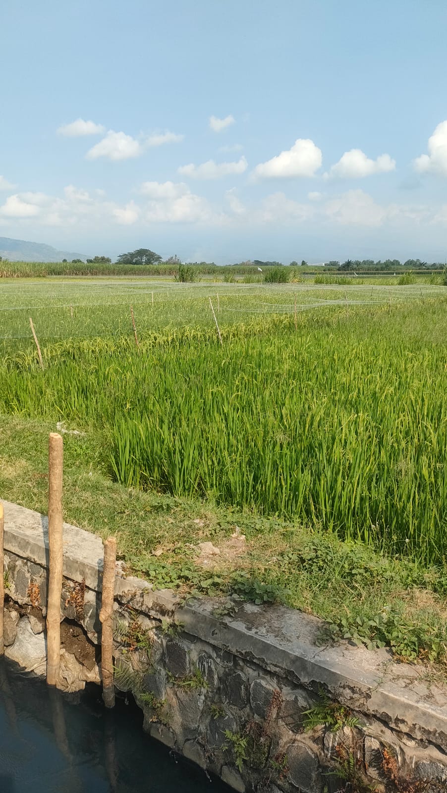 Instalasi Pengolahan Air Limbah PG Meritjan Bersertifikat ISO:9001, Petani Manfaatkan Untuk Pengairan Sawah