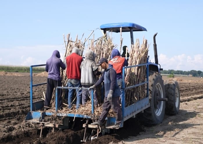 Dorong Swasembada Gula, PG Ngadiredjo Fasilitasi Petani Tebu Lewat Program Bongkar Ratoon Gratis di 3 Wilayah