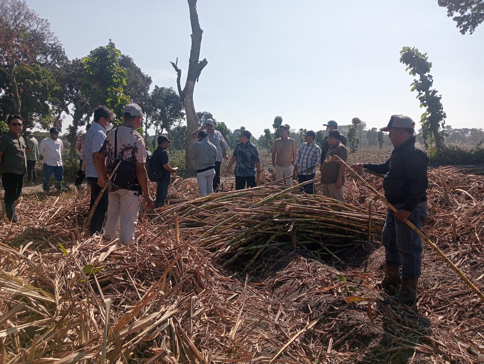 Pastikan Standar Operasional Prosedur Berjalan, KSO Tebu PT SGN Monitoring dan Evaluasi Kebun Dhoho