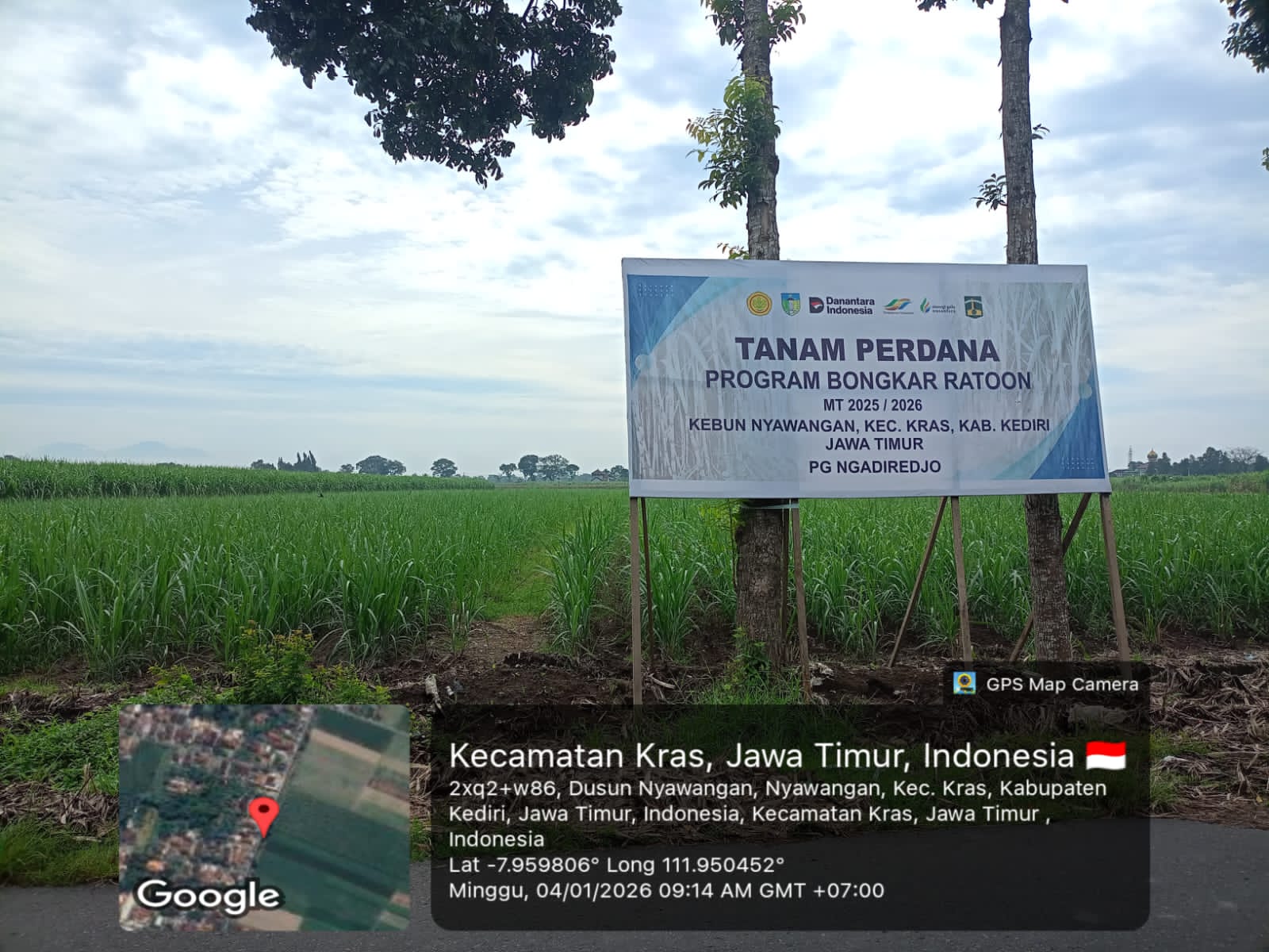 Manfaat Program Bongkar Ratoon Telah Dirasakan Petani Tebu Binaan Pabrik Gula Ngadiredjo Kediri