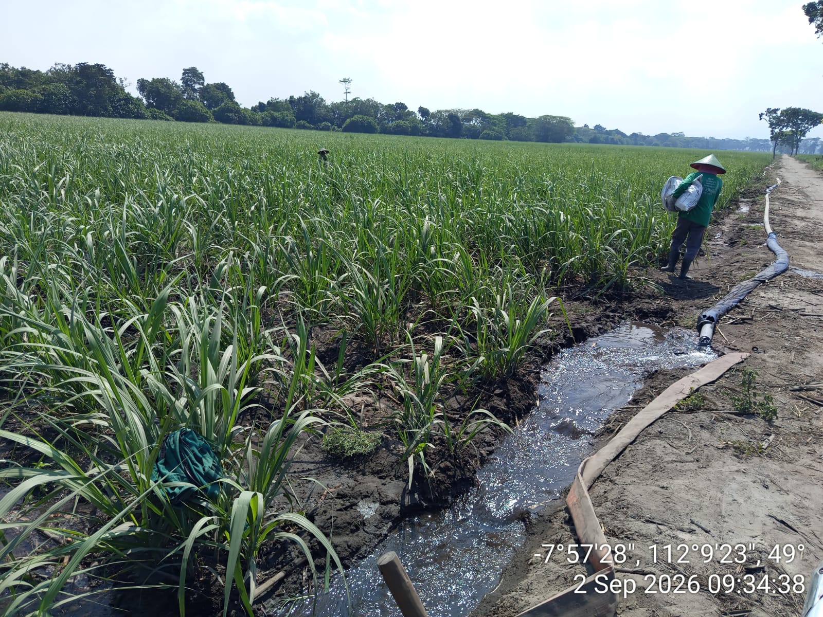 Hadapi Kemarau Panjang, MKSO Kebun Dhoho Optimalkan Pengairan dan Pengawasan Tanaman Tebu