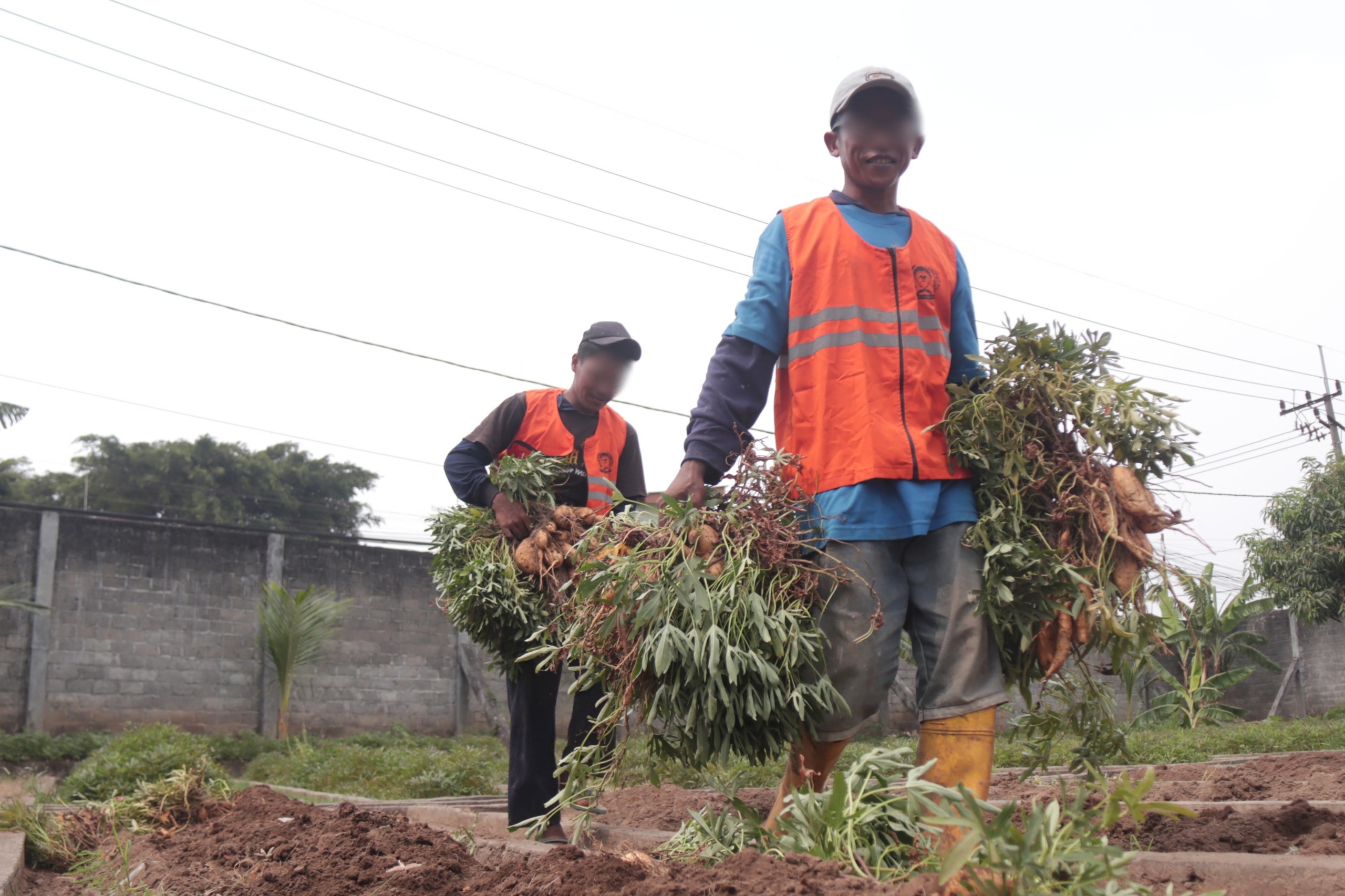 Tempat Edukasi dan Asimilasi Warga Binaan Lapas Kediri Panen Ubi Cilembu